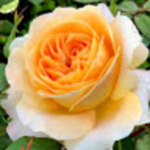 Meet your Posher, Julia